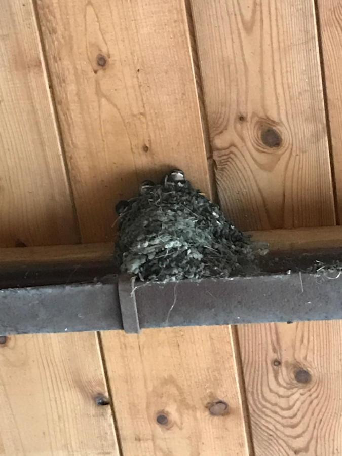 Hering Fewo II Apartment Balcony Wiek auf Rügen Eksteriør billede
